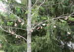 Sparkling butterflies fluttered in the tree for Samantha.  The driveway was also lined with butterflies that beat their wings in the breeze.