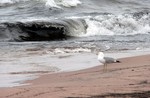 Just one of many gulls on our private beach.