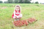 It's strawberry picking time!  Yeah!  Sammi helped Mama and Da pick 23 pounds of berries for jam (and strawberry shortcake for breakfast :-)  ).