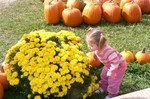 Sniffing the mums. . . when Samantha saw this picture, she subsequently sniffed that, too.