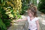 Tiny yellow orchids cascaded down a tree trunk in the conservatory.